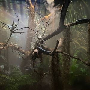 Meet your Posher, Lizzy